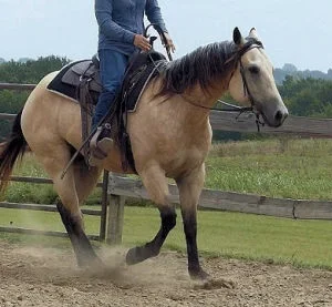 BUCKLES