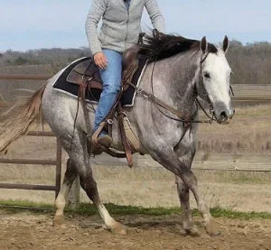 MISS KITTY